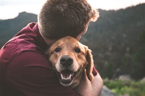 Top 10 Reasons Dogs Are Mans Best Friend