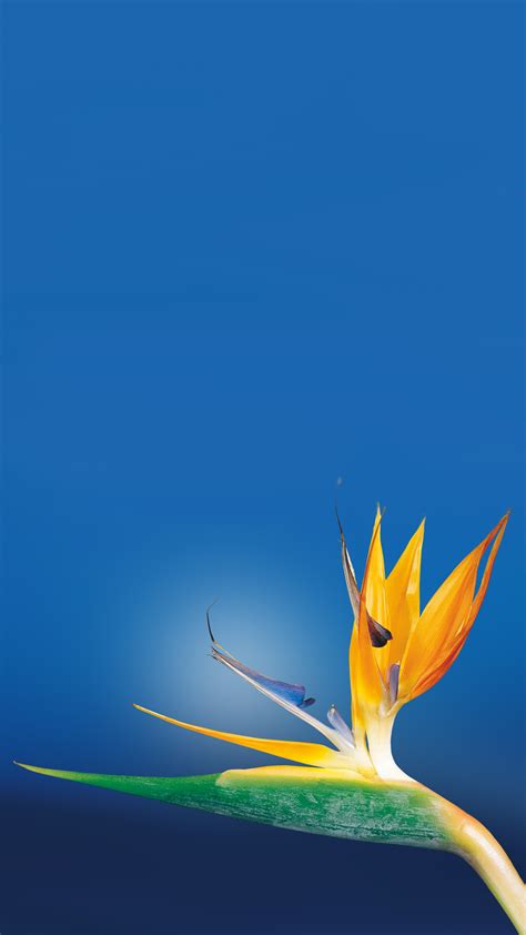 Free mobile download from our website, mobile site or mobiles24 on google play. Bird Of Paradise Flower Android Wallpaper free download