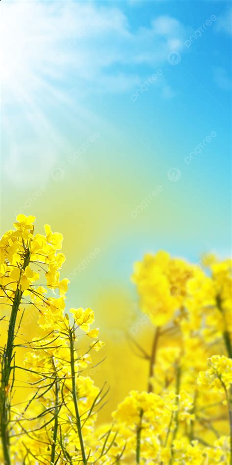 Spring Sunshine Yellow Flower Wallpaper Background Wallpaper Image For