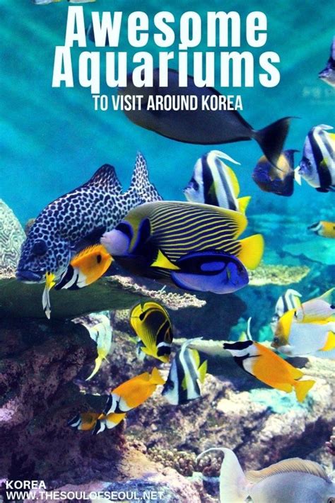 Awesome Aquariums To Visit Around Korea Korea Sharks For Kids