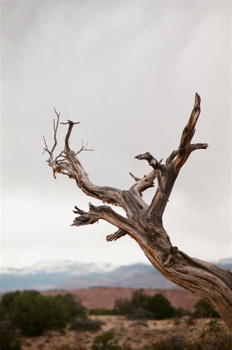 Brown Withered Tree Trunk Photo Free Grey Image On Unsplash