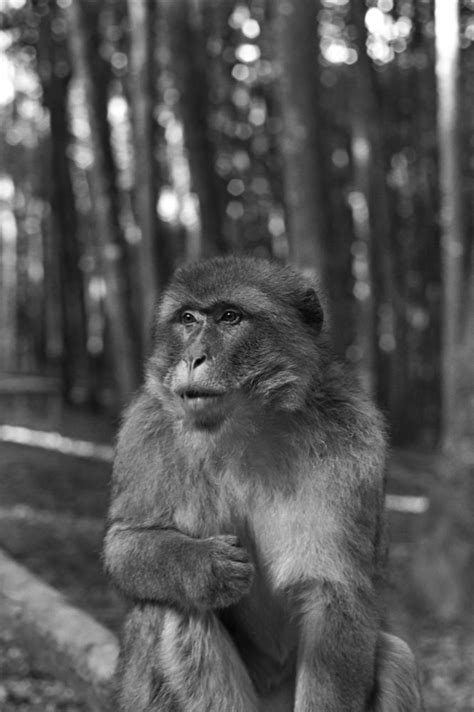 Berberaffe Am Wegesrand Foto And Bild Tiere Zoo Wildpark And Falknerei