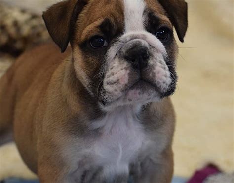 Breeders of champion english bulldogs, french bulldogs and miniature english bulldogs. fawn chocolate english bulldog puppy for sale