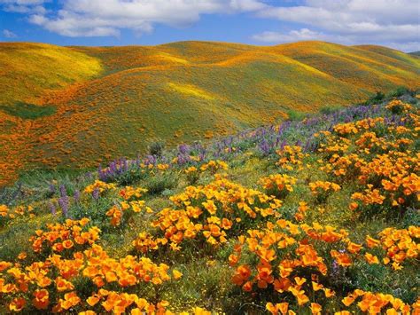Landscapes Of Wild Flowers Book Antelope Valley California Poppy