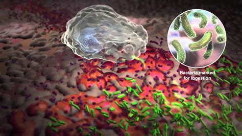 Well, to know if your plant needs water, you need to observe its behavior carefully. How White Blood Cells Work - YouTube