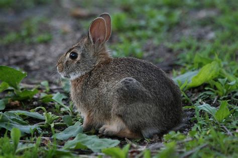 Img8376 Baby Eastern Cottontail Rabbit Flickr Photo Sharing