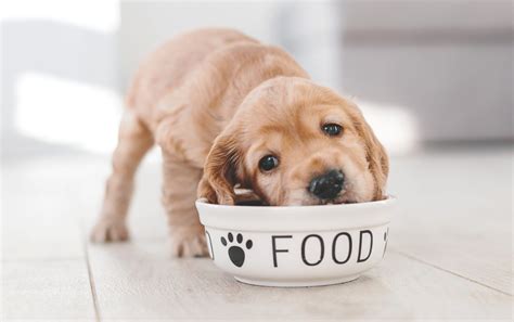 Beginner Tips For Raw Feeding Your Dog