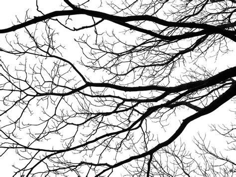 Gambar Pohon Cabang Bayangan Hitam Musim Dingin Abstrak Hitam