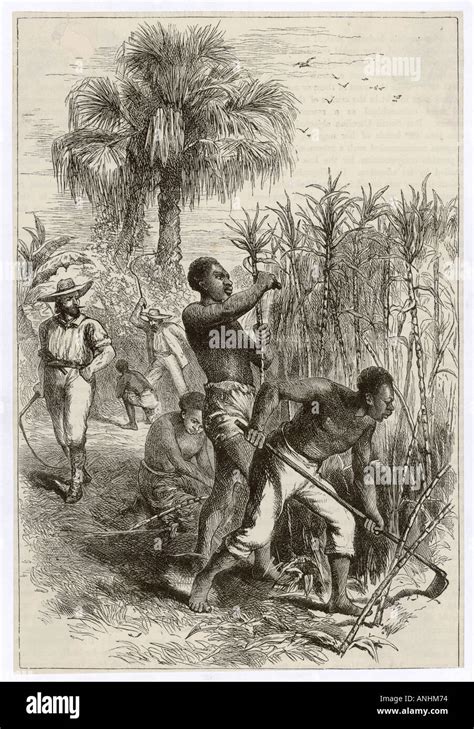 West Indies Slaves Hi Res Stock Photography And Images Alamy