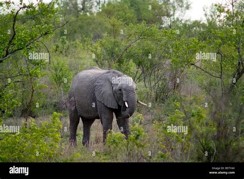 African Elephant Kruger National Park South Africa Africa Stock Photo