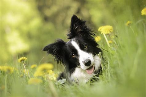 Chocolate & white border collie. Border Collie Wallpaper (72+ images)
