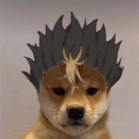 Meme Pfp Dog Supreme Dogwifhat Sapatos Góticos Doge Is Maybe Thee