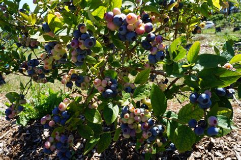 These selections include both traditional dark red types. Yellow Eggs: Bluehills Berries & Cherries
