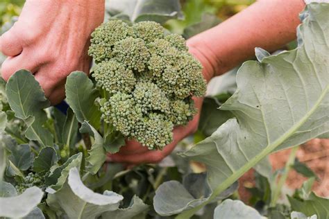 How To Grow Broccoli Plants Planting And Care Broccoli Plant