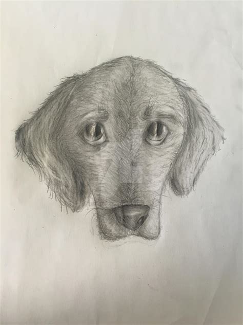 Realistic Drawing Dog By Creepypastawolfie On Deviantart