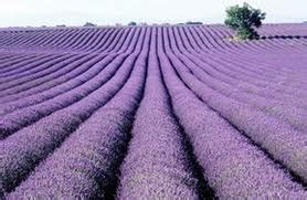Petua halau nyamuk yang seterusnya menggunakan limau nipis dan bunga cengkih. Dalam Lingkaran Ini: Lavender Pokok Halau Nyamuk