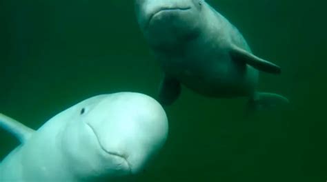 Rare Sighting Of Beluga Whales