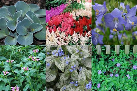 Best Perennial Flowers For Part Shade