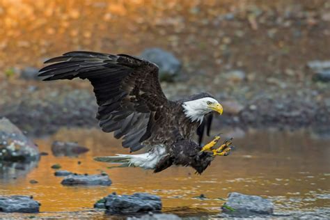 Bald Eagle Attacking Smithsonian Photo Contest Smithsonian Magazine