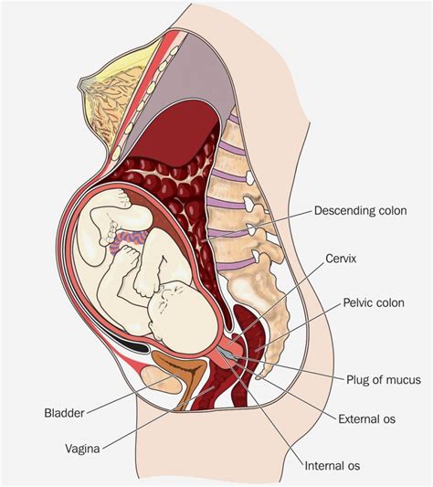 Cervix Prolapse While Pregnant