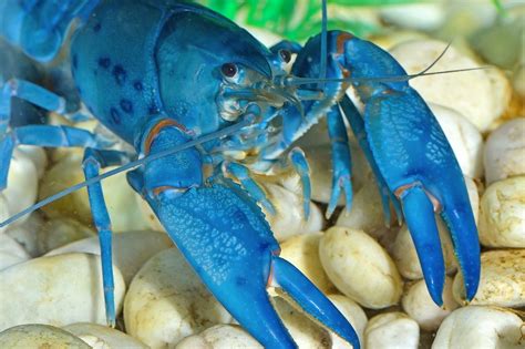 Electric Blue Crayfish The Colorful Crustacean With A Temper Badman