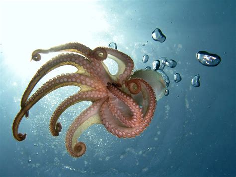Octopus Mollusk Genus Britannica