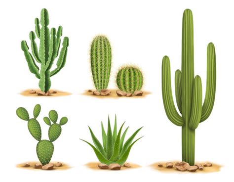 Cactus Illustration Illustrations Royalty Free Vector Graphics And Clip