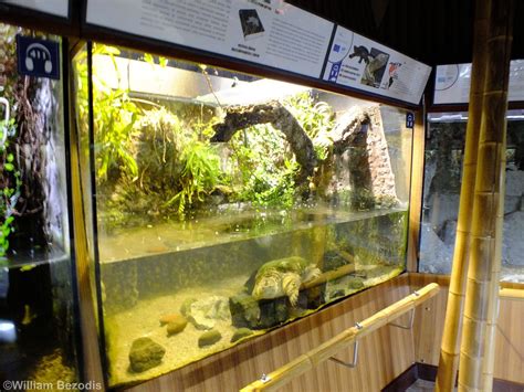 Common Snapping Turtle Tank Gdynia Aquarium Zoochat