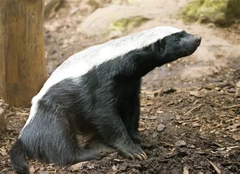 The Honey Badger Is The Most Fearless Animal In The World Petlife