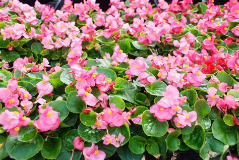 How To Grow And Care For Bedding Begonias Garden Chronicle