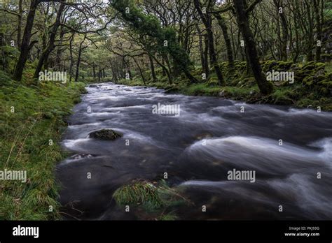 Fast Flowing River In A Welsh Rain Forest After The Rain With Mossy