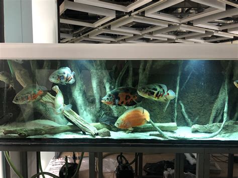 Looking to aquascape a goldfish tank? Oscar fish tank | Oscar fish, Fish tank, Aquascape