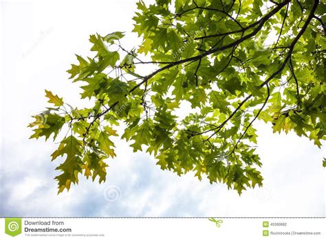 Green Branches Of The Oak Tree With Tiny Young Acorns Stock Photo