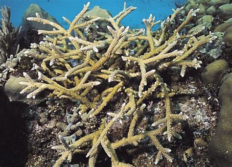 Batu dari karang laut batu lahar: Batu Karang Jenis Acropora Cervicornis | CINTA LAUT