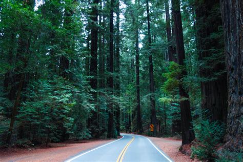 Camping Trip In Californias Redwood Forest