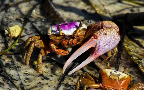 Fiddler Crabs For Bait Florida Sportsman