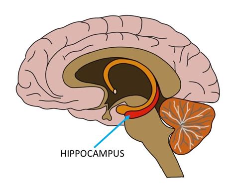 Know Your Brain Hippocampus Neuroscientifically Challenged