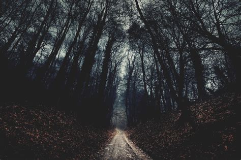 Evil Dead Looking Forest Riphonewallpapers