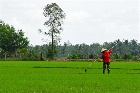 Vietnamese Rice Farmers Go High Tech To Anticipate A Low Water Future