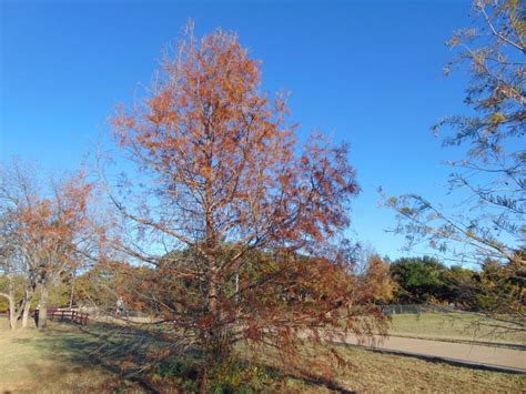 North Texas Cypress Tree In Fall Stock Photo Image Of Background