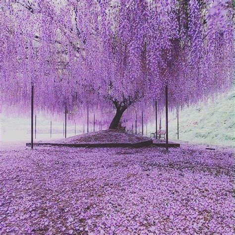 Cherry Blossom Japan Blooms Lovemauve Adelaideartist Art