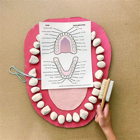 Teeth Mouth Anatomy Learning Activity Hello Wonderful