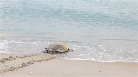 Sea Turtles Melbourne Beach Fl Youtube
