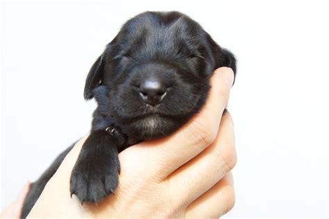 The parents are foreign born new zealand and australia they are now akc registered. flatcoated retriever puppies | Flatcoated Retriever ...