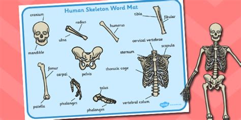 Human Skeleton Word Mat Human Skeleton Word Mat Word Mat