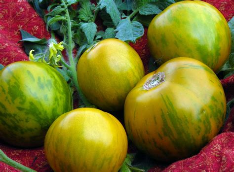 Green Zebra Tomato, 0.16 g : Southern Exposure Seed Exchange, Saving ...