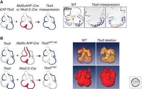 Signaling And Transcriptional Networks In Heart Development And