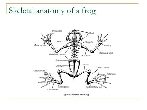 Ppt Amphibian Anatomy Powerpoint Presentation Free Download Id1492159