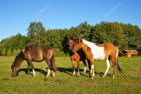 Pferde Hengst Mit Penis Und Stuten Auf Der Weide Stockfotografie