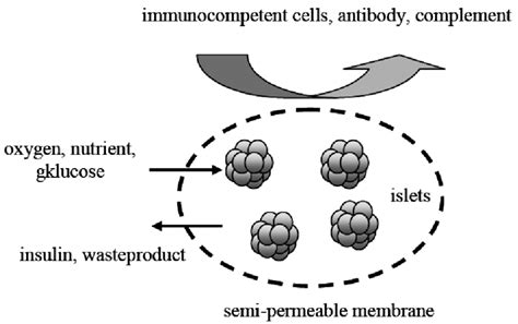 Concept Of The Immunoisolation Membrane In A Bioartificial Pancreas